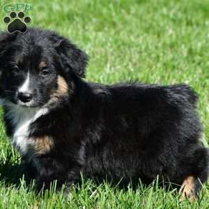 Ace, Australian Shepherd Puppy
